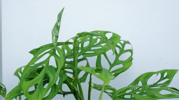 Adiós a la lengua de suegra: la planta de hojas agujereadas que es tendencia y transforma cualquier rincón de la casa - La planta de interior que destaca por sus hojas agujereadas