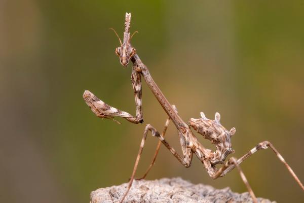 Tipos de mantis - Mantis cabeza cónica (Empusa pennata) 