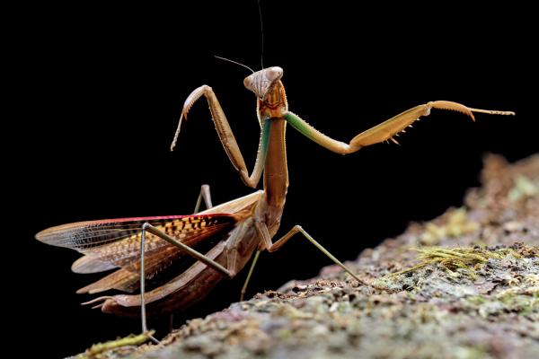 Tipos de mantis - Mantis china (Tenodera sinensis)