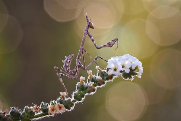 Tipos de mantis - Mantis de arena rosada (Empusa fasciata)