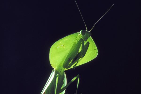 Tipos de mantis - Mantis escudo (Choeradodis rhombicollis) 