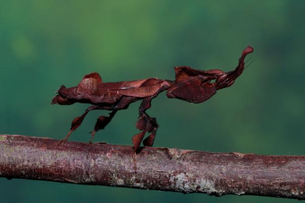 Tipos de mantis - Mantis fantasma (Phyllocrania paradoxa)  