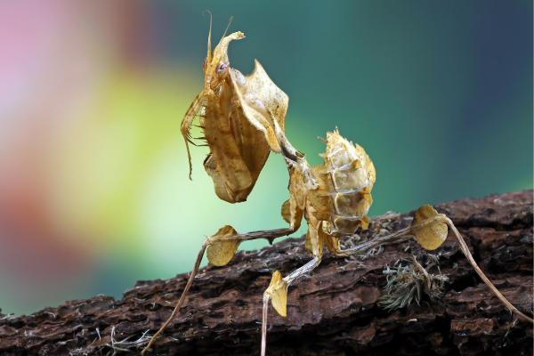 Tipos de mantis - Mantis flor del diablo (Idolomantis diabolica)