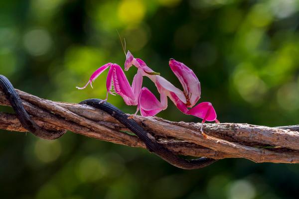 Tipos de mantis - Mantis orquídea malaya (Hymenopus coronatus) 