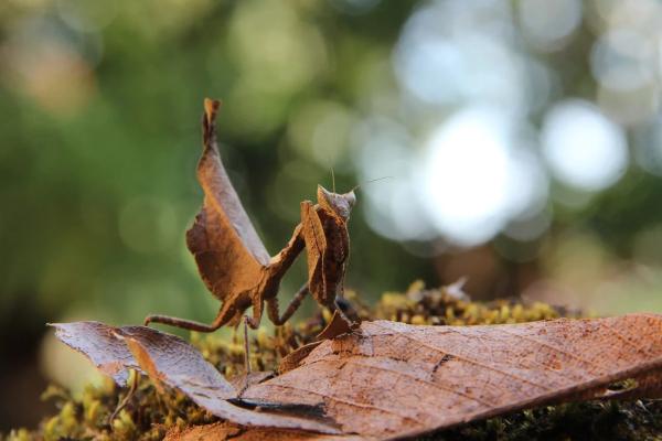 Tipos de mantis - Mantis religiosa marrón (Acanthops falcata)
