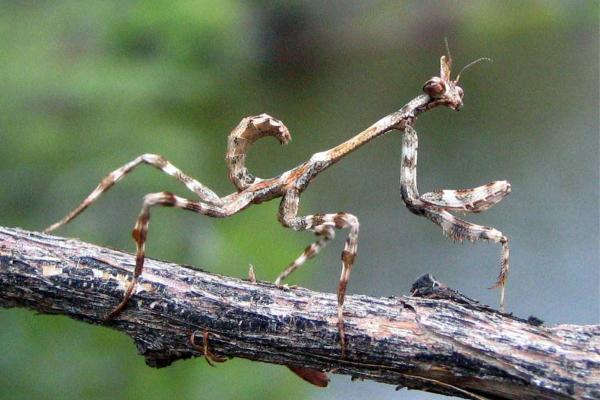 Tipos de mantis - Mantis unicornio (Pseudovates arizonae)