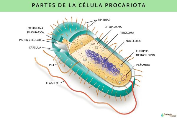 Célula Procariota Características Partes Y Funciones