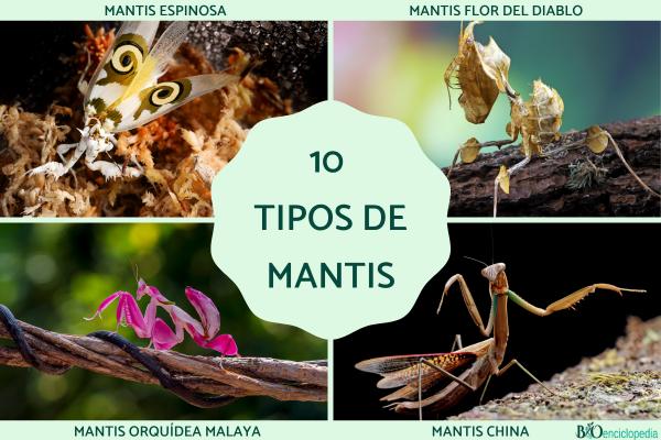 Tipos de mantis