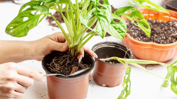 Adiós a la lengua de suegra: la planta de hojas agujereadas que es tendencia y transforma cualquier rincón de la casa - Un sustrato ligero ayuda a mantener las raíces sanas