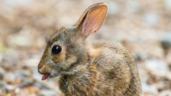 Samuel Plá, experto en conservación de fauna, sobre el lince ibérico: “Empezamos con 94 ejemplares y ahora tenemos más de 2.600” - El conejo, una de las claves para que el lince siga sobreviviendo