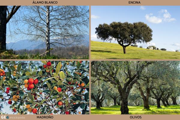 Río Guadarrama - Flora y fauna del río Guadarrama