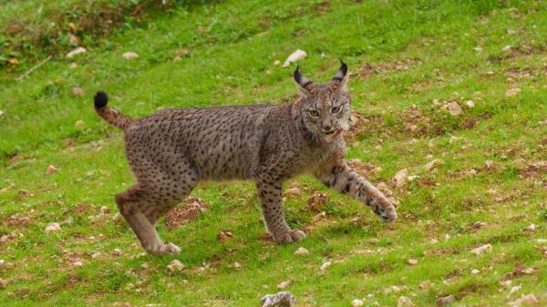 Samuel Plá, experto en conservación de fauna, sobre el lince ibérico: “Empezamos con 94 ejemplares y ahora tenemos más de 2.600” - Los atropellos siguen amenazando al lince ibérico