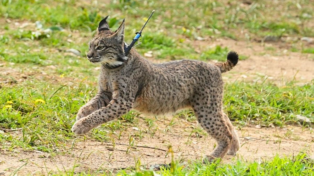 Samuel Plá, experto en conservación de fauna, sobre el lince ibérico: “Empezamos con 94 ejemplares y ahora tenemos más de 2.600”