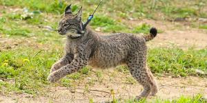 Samuel Plá, experto en conservación de fauna, sobre el lince ibérico: “Empezamos con 94 ejemplares y ahora tenemos más de 2.600”