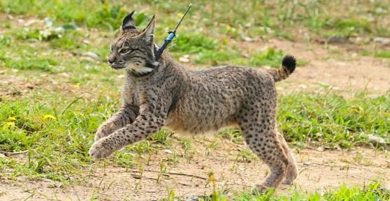 Samuel Plá, experto en conservación de fauna, sobre el lince ibérico: “Empezamos con 94 ejemplares y ahora tenemos más de 2.600”