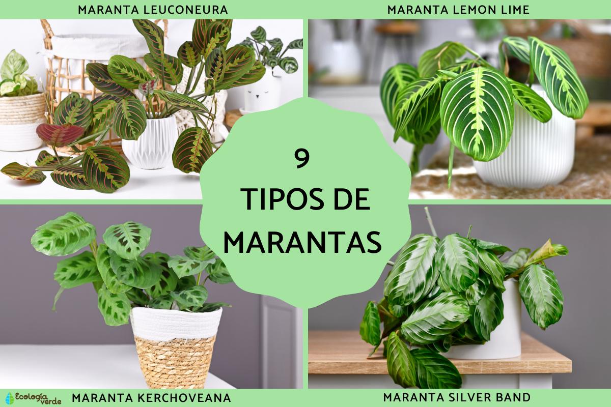 Tipos de marantas