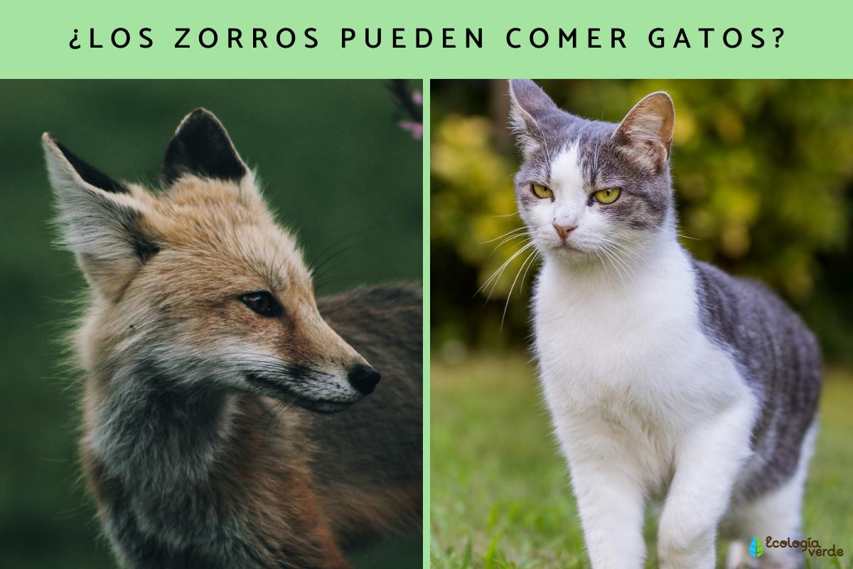 ¿Los zorros comen gatos?