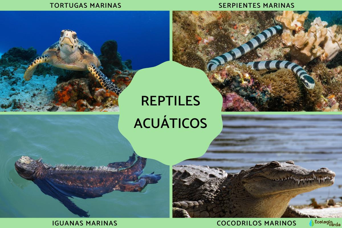 Reptiles acuáticos: características, respiración y ejemplos
