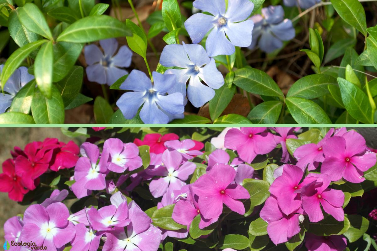 Vinca cuidados, poda y reproducción Guía completa