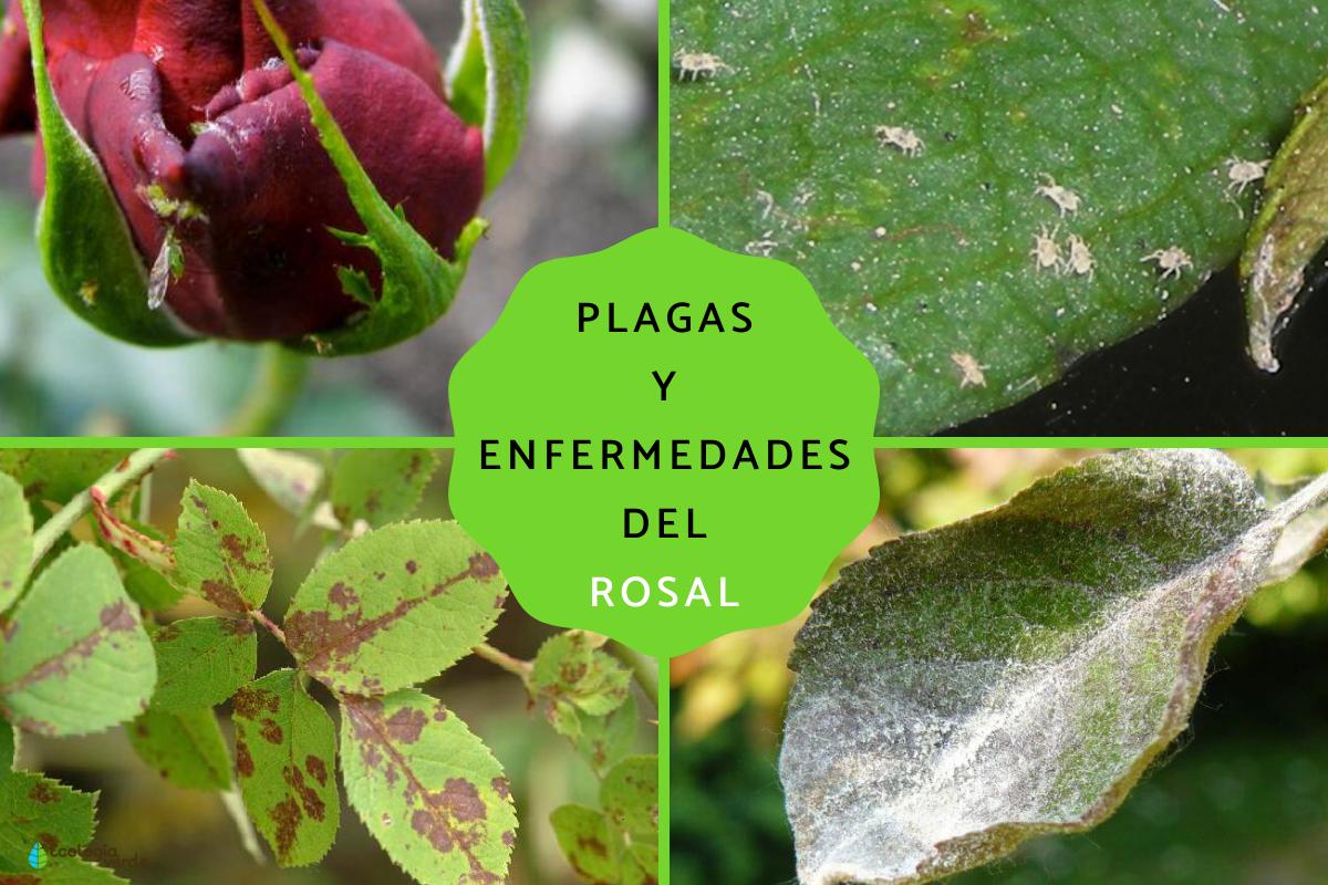 Plagas y enfermedades de los rosales