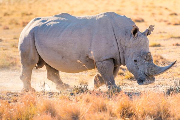 Tipos de rinocerontes - Rinoceronte blanco (Ceratotherium simum)