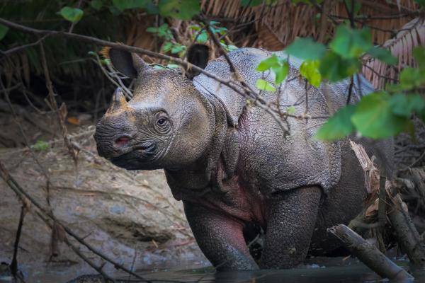 Tipos de rinocerontes - Rinoceronte de Java (Rhinoceros sondaicus)