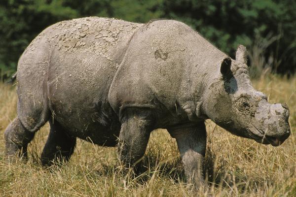 Tipos de rinocerontes - Rinoceronte de Sumatra (Dicerorhinus sumatrensis)