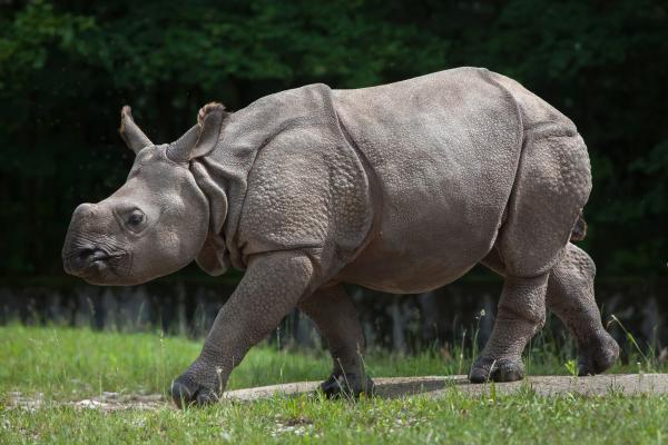 Tipos de rinocerontes - Rinoceronte indio (Rhinoceros unicornis)