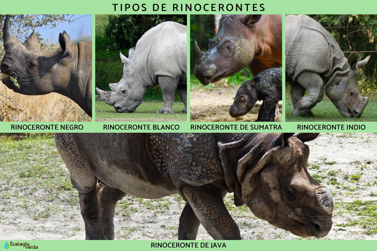 Tipos de rinocerontes
