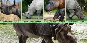 Tipos de rinocerontes