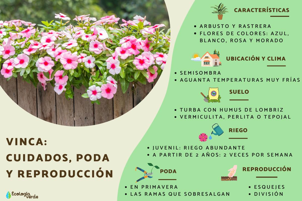 Vinca: cuidados, poda y reproducción