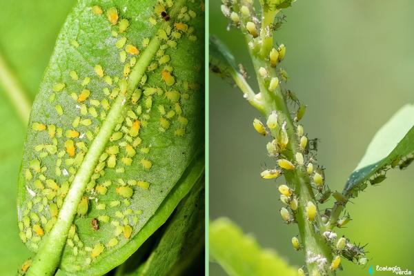Plagas y enfermedades de las hortensias: nombres y cómo tratarlas - Áfidos o pulgones