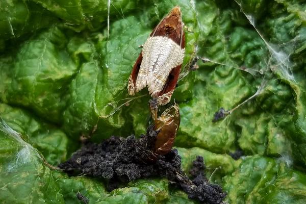 Plagas y enfermedades de las hortensias: nombres y cómo tratarlas - Atadora de hojas de hortensia 