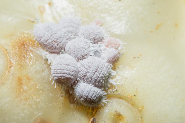 Plagas y enfermedades de las hortensias: nombres y cómo tratarlas - Cochinilla algodonosa en las hortensias