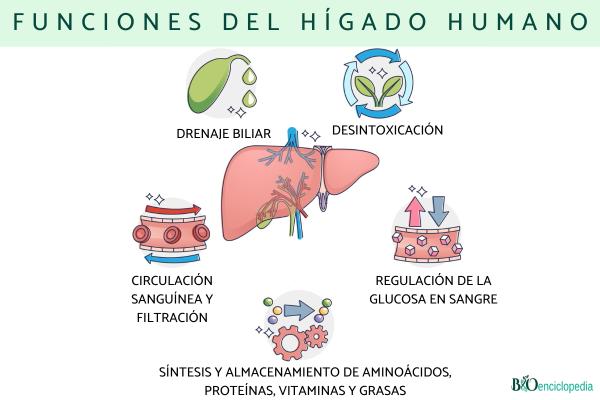 Hígado humano: anatomía y función - Función del hígado humano 