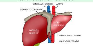 Hígado humano: anatomía y función