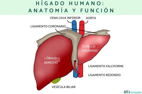 Hígado humano: anatomía y función