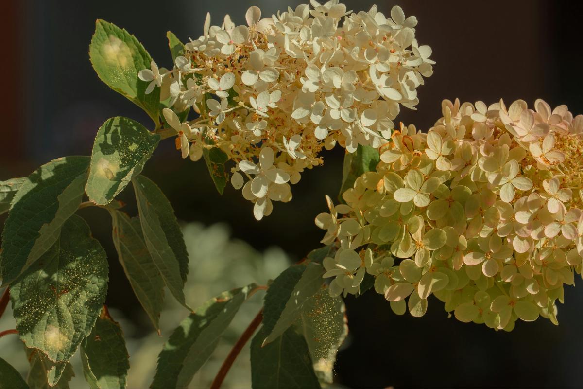 Plagas y enfermedades de las hortensias: nombres y cómo tratarlas