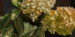 Plagas y enfermedades de las hortensias: nombres y cómo tratarlas