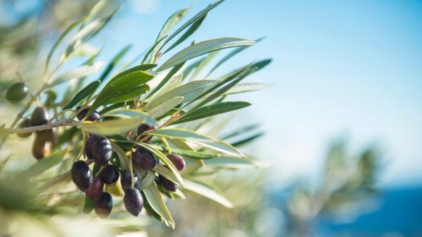 De Andalucía al Ártico: el olivo español entra en la "caja fuerte del fin del mundo" - 1.000 semillas para blindar el oro verde