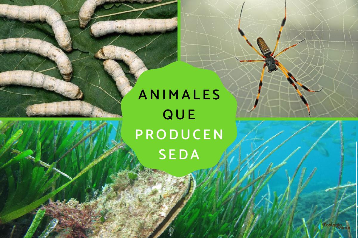 Animales que producen seda