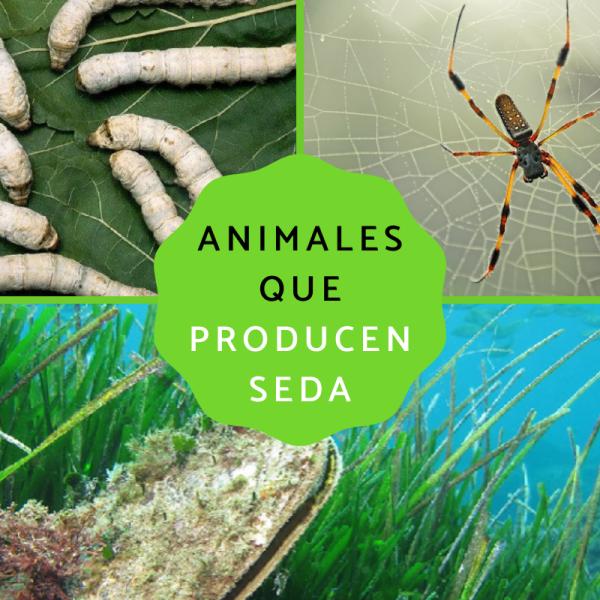 Arriba 41+ imagen ejemplos de ropa hecha de seda Abzlocal.mx