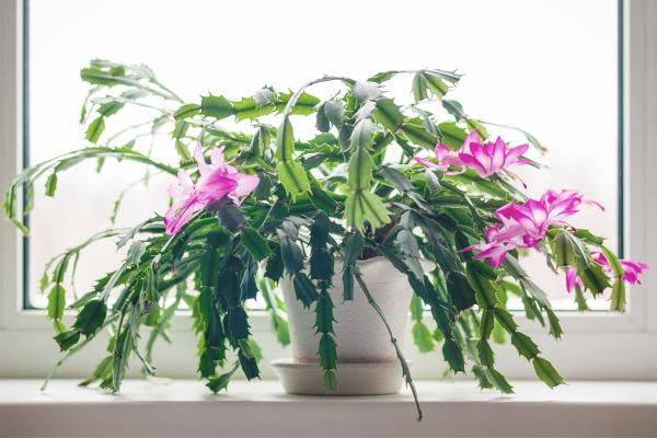 Flores de diciembre - Cactus de Navidad (Schlumbergera spp.)