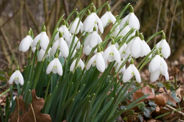 Flores de diciembre - Campanilla de invierno (Galanthus nivalis)