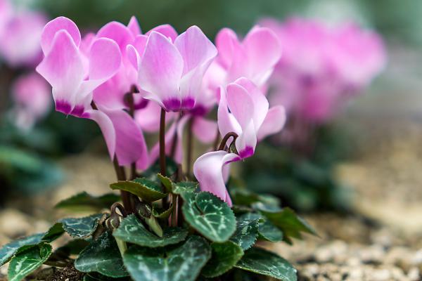 Flores de diciembre - Ciclamen (Cyclamen spp.)