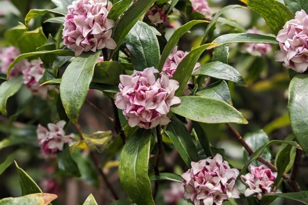 Flores de diciembre - Dafne (Daphne odora)