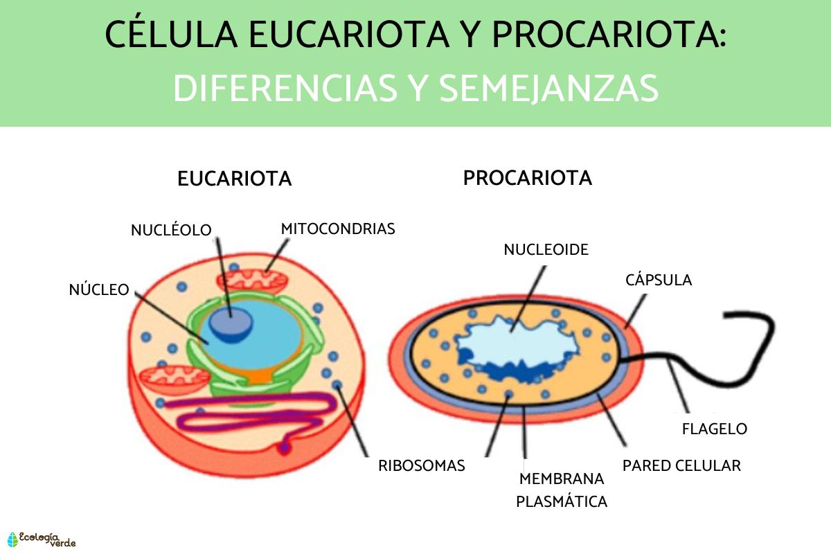 Diferencia entre célula eucariota y procariota