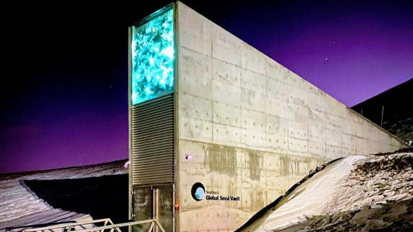 De Andalucía al Ártico: el olivo español entra en la "caja fuerte del fin del mundo" - El ''Arca de Noé'' vegetal está en el Ártico