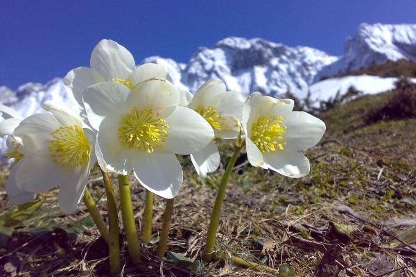 Flores de diciembre - Eléboro o rosa de Navidad (Helleborus niger)