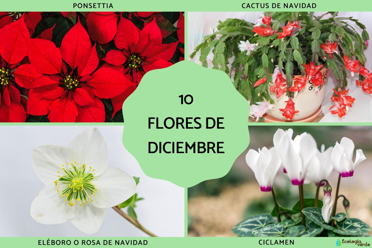 Flores de diciembre